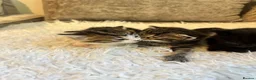 Mixed Breed cats for sale: Kittens for sale  - Advert 5