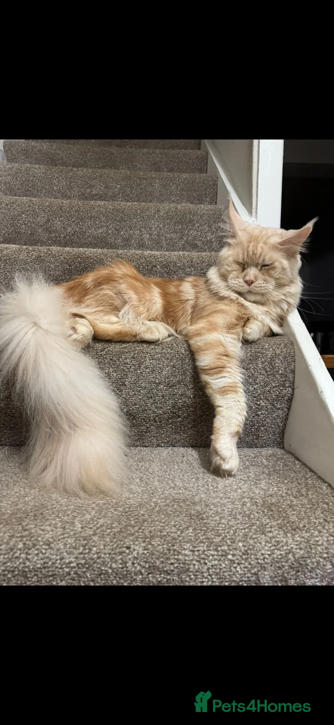 Mixed Breed cats for sale: Maine coon x ragdoll - Advert 3