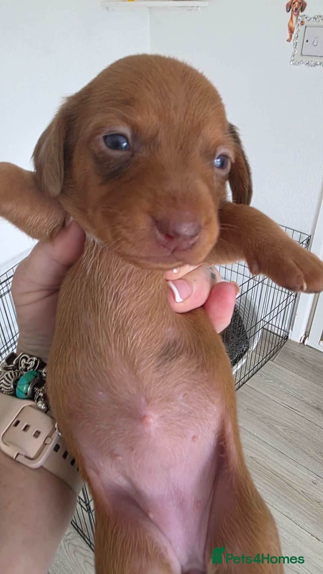 Dachshund dogs for sale: Dachshund tweenies for sale - Image 16