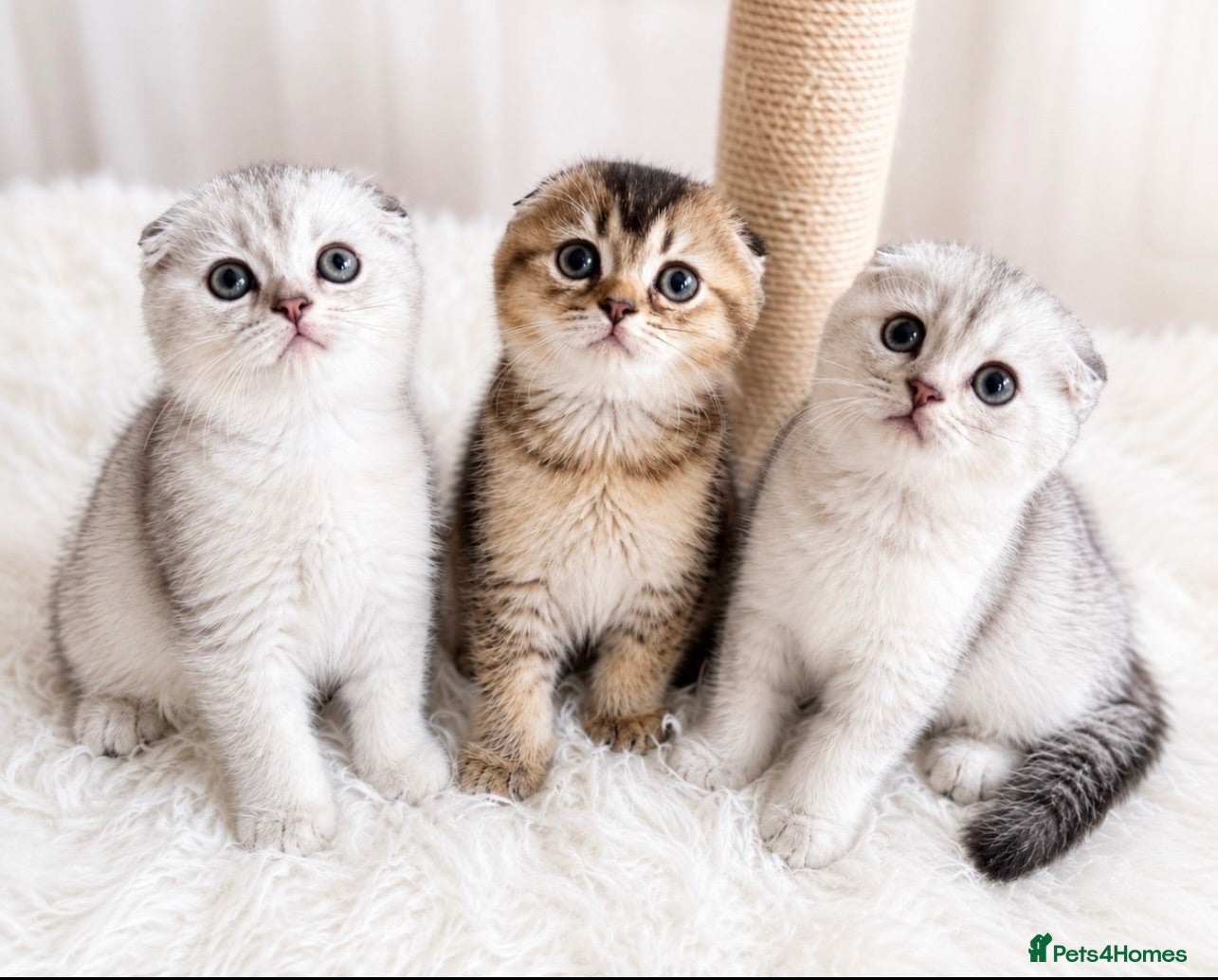 Scottish Fold cats  ✨ 3-Month-Old Scottish Fold Kittens Ready Now 🐾 - Advert 4