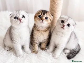 Scottish Fold cats ✨ 3-Month-Old Scottish Fold Kittens Ready Now 🐾 - Advert 4