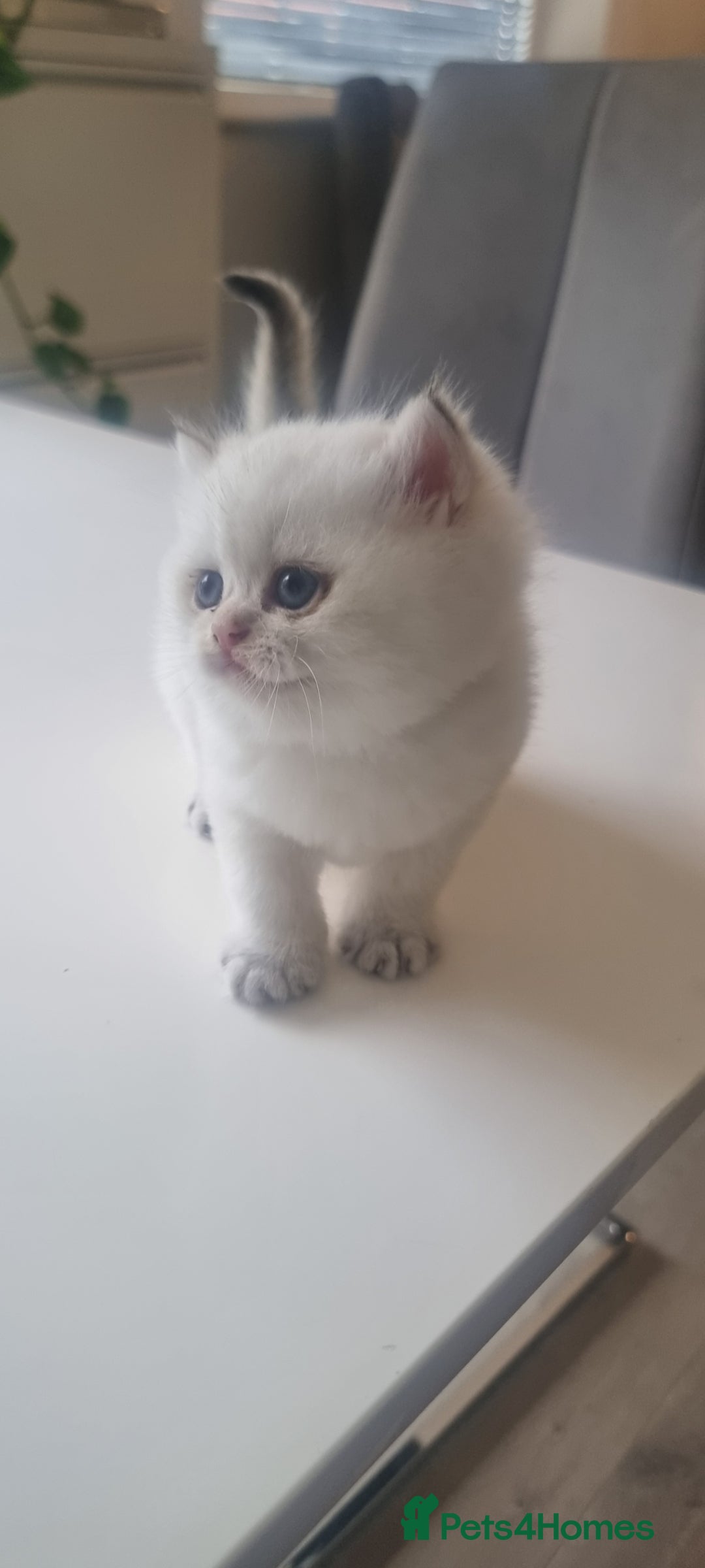 British Shorthair cats for sale: GCCF Chunky Silver tipped health tested parents - Image 22