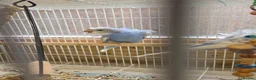 Budgerigars birds for sale: Baby Helicopter Budgies  - Advert 3