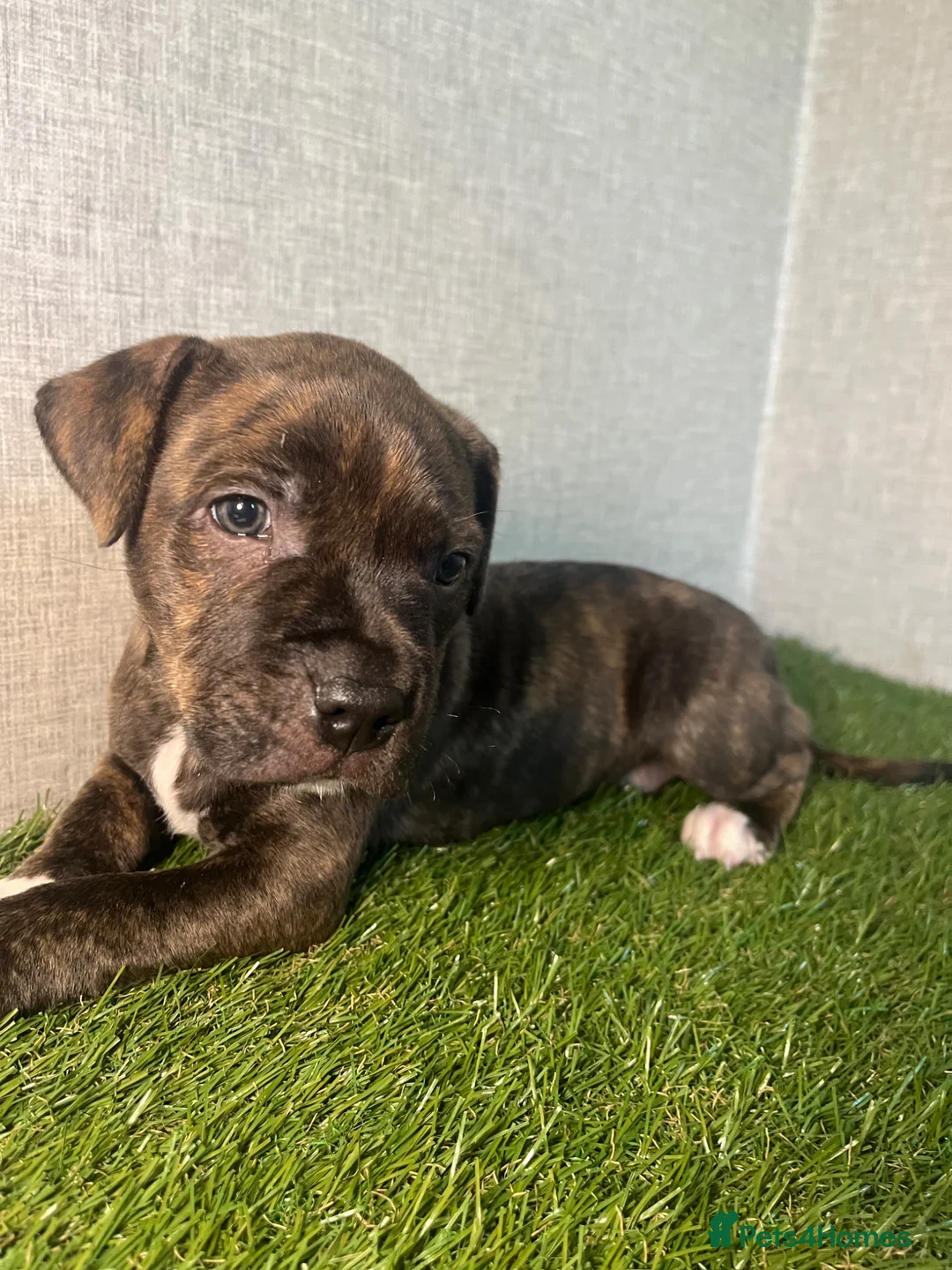 Staffordshire Bull Terrier dogs for sale: Staffordshire Bull Terrier  - Advert 1