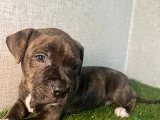 Staffordshire Bull Terrier dogs Staffordshire Bull Terrier - Advert 3