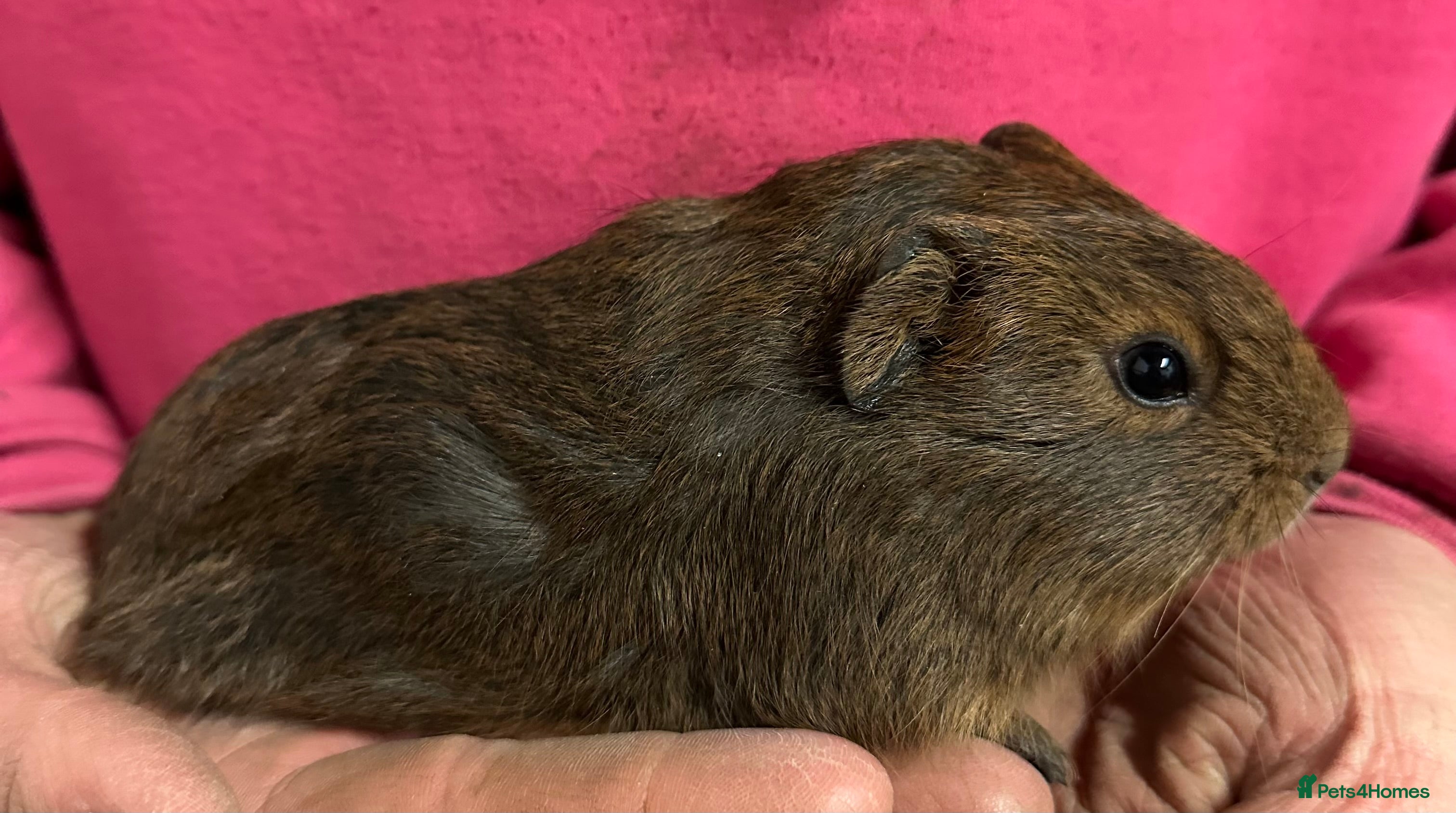 Guinea Pig rodents Two baby boys and a baby girl  - Advert 4