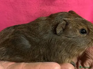Guinea Pig rodents Two baby boys and a baby girl - Advert 4