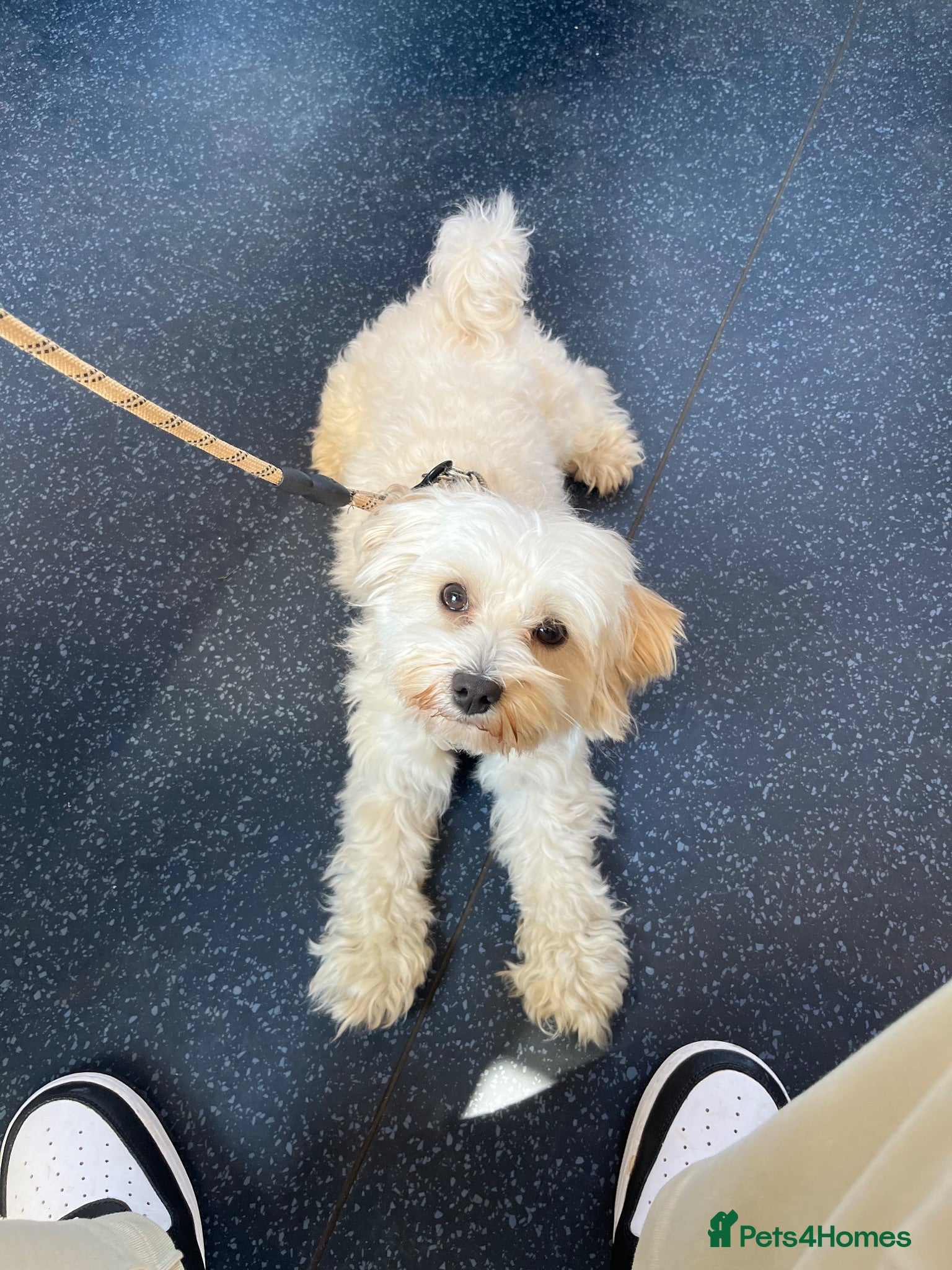 Maltipoo dogs Loving 3 yr old Maltipoo looking for forever home - Advert 2