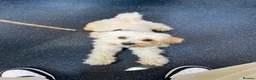 Maltipoo dogs for sale: Loving 3 yr old Maltipoo looking for forever home - Advert 1