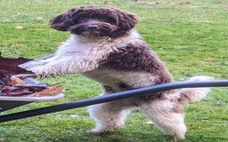 Cockapoo dogs for sale: Beautiful Chocolate and Merle F1 babies - Image 25