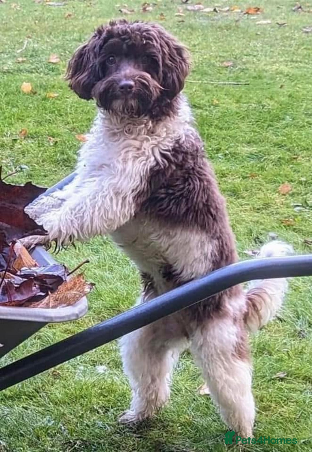 Cockapoo dogs for sale: Beautiful Chocolate and Merle F1 babies - Image 25