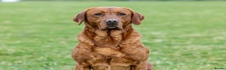 Labrador Retriever dogs for stud: Fox red labrador for stud- Fully health tested in Leyburn - Advert 11