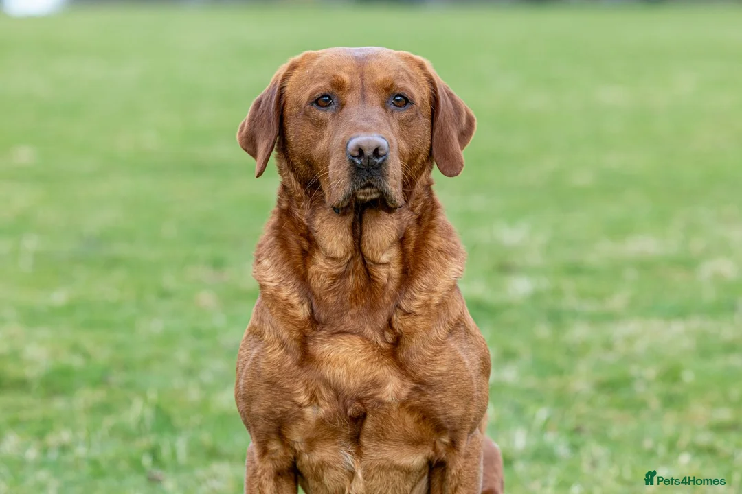 Labrador Retriever dogs for stud: Fox red labrador for stud- Fully health tested in Leyburn - Advert 11