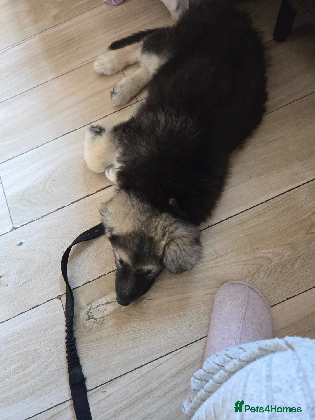 German Shepherd dogs for sale: German Shepherd  in Stockport - Advert 7