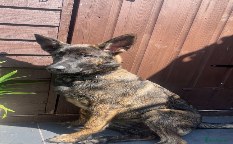 German Shepherd dogs in Liverpool - Advert 14