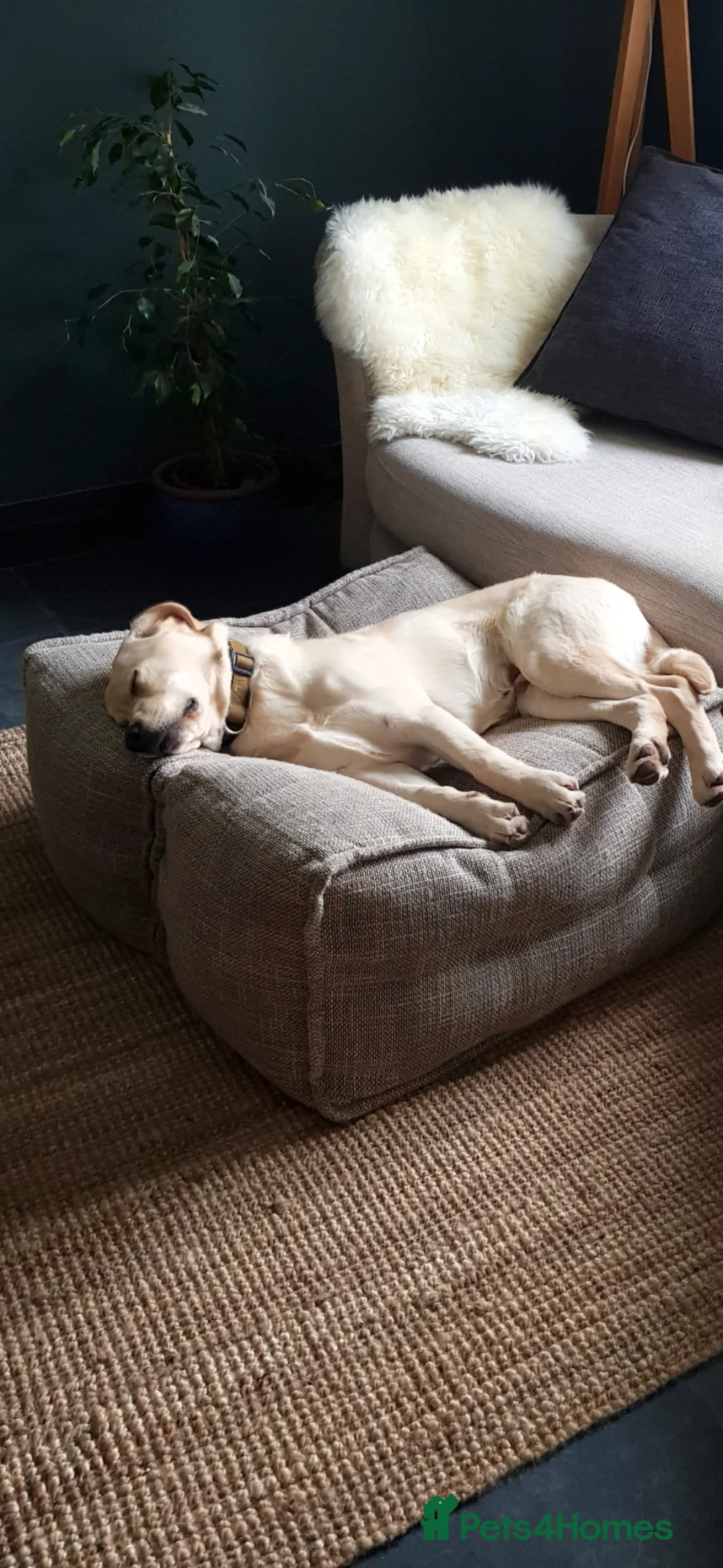 Mixed Breed dogs for sale: 5 year old male lab looking for a new home - Advert 2