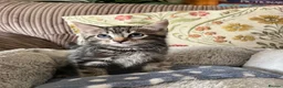Mixed Breed cats for sale: Friendly Kittens Raised Around Dog and Toddler in Morpeth - Advert 4