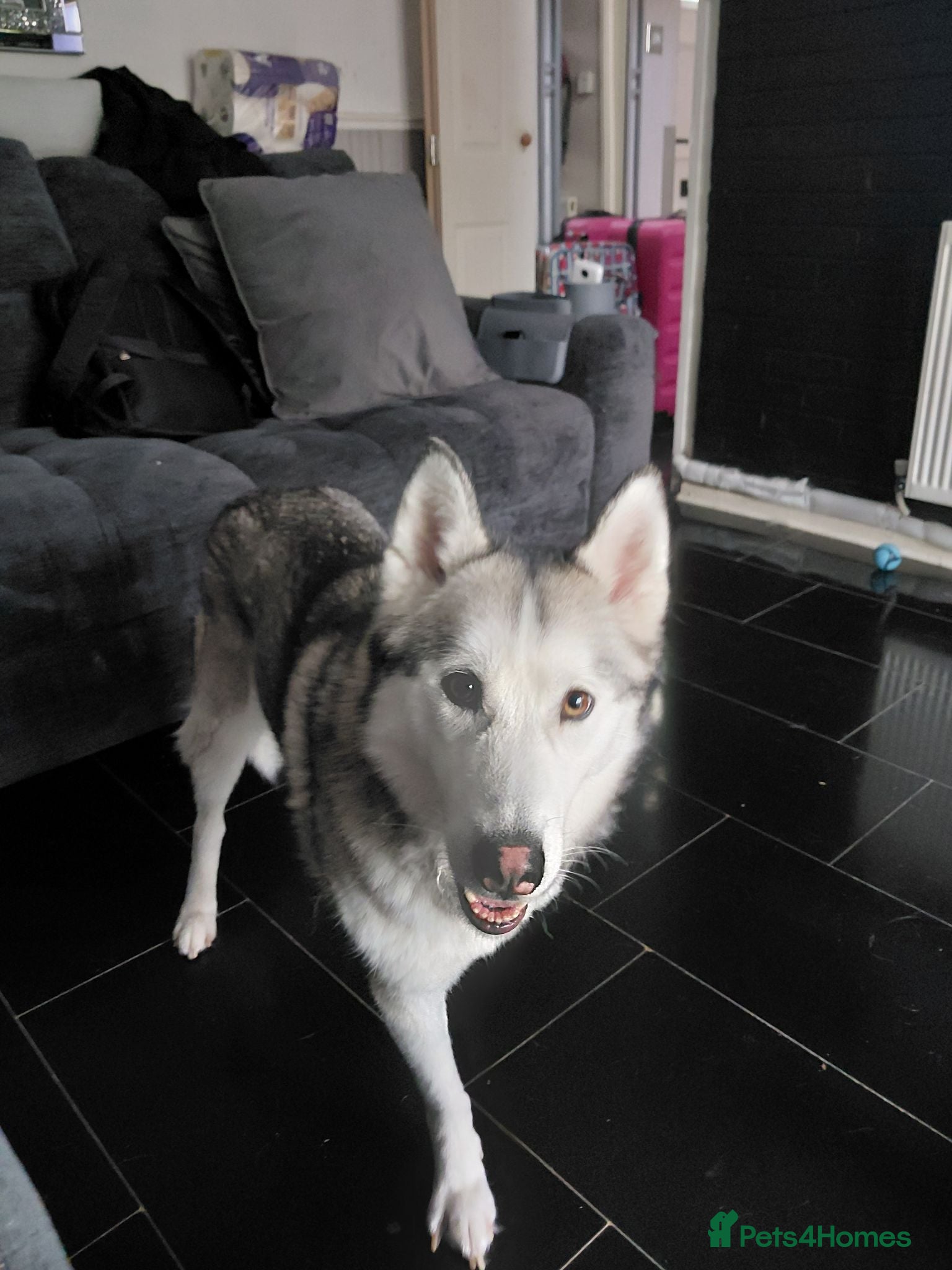 Siberian Husky dogs Female husky for mating  - Advert 3