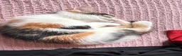 Mixed Breed cats for sale: 2 kittens for a loving home - Advert 2