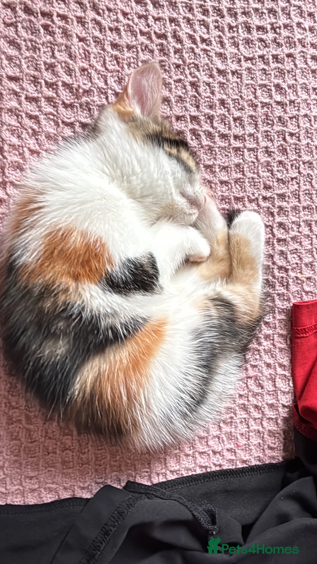 Mixed Breed cats for sale: 2 kittens for a loving home - Advert 2