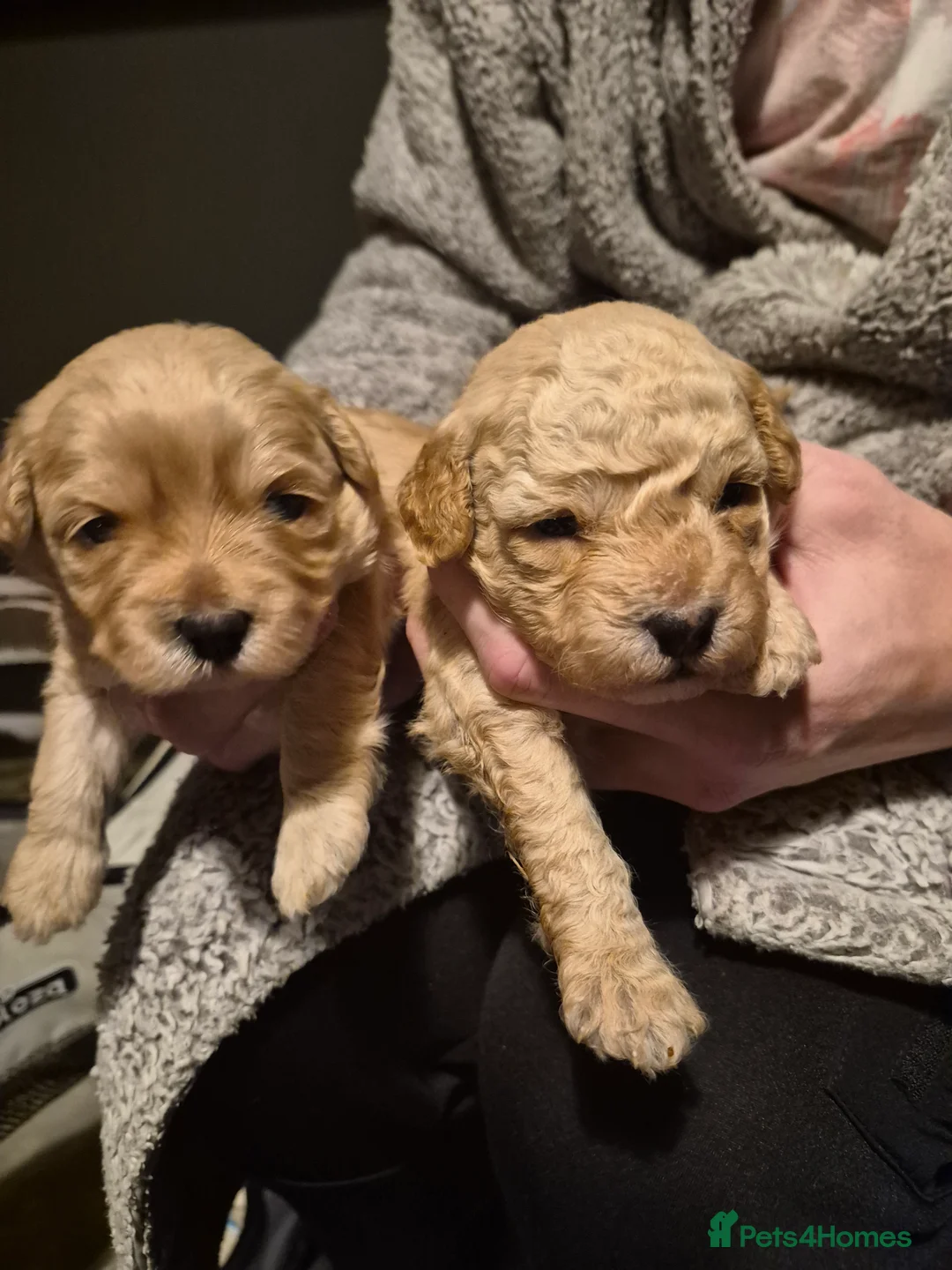 Mixed Breed dogs for sale: 2 females Available  in Rochdale - Advert 4