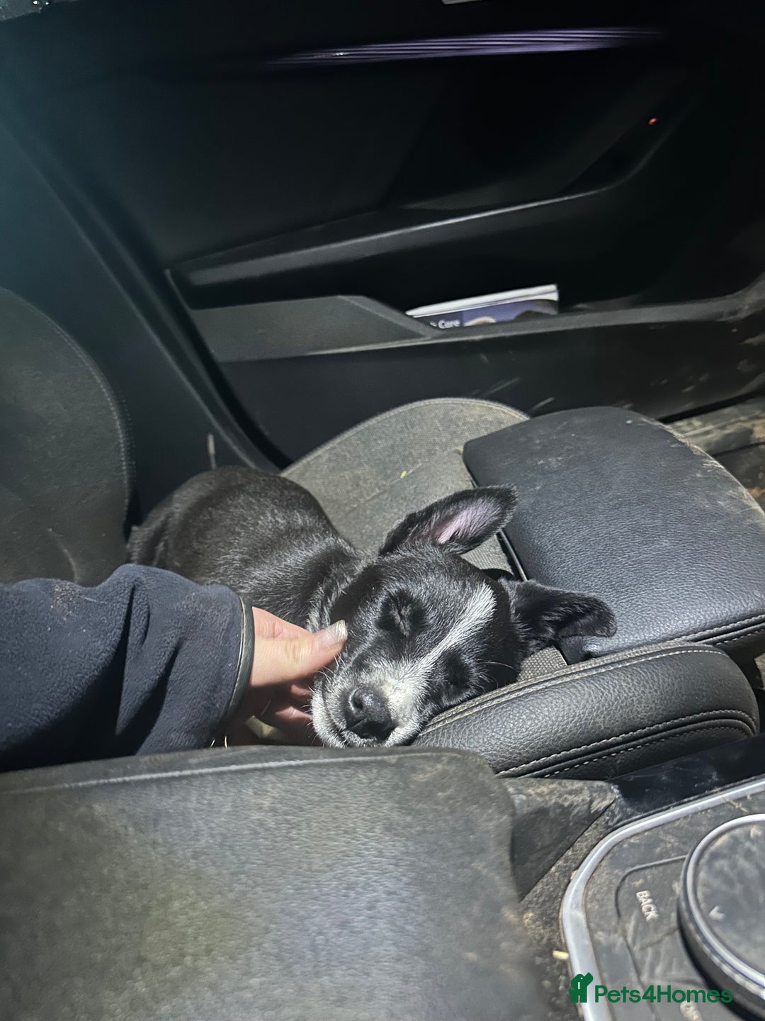 Border Collie dogs for sale: Last boy left  - Advert 4