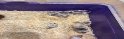 Mouse rodents for sale: Male and female fancy mice  - Advert 1