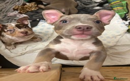 American Bully dogs for sale: Pocket Bully Litter - Advert 16