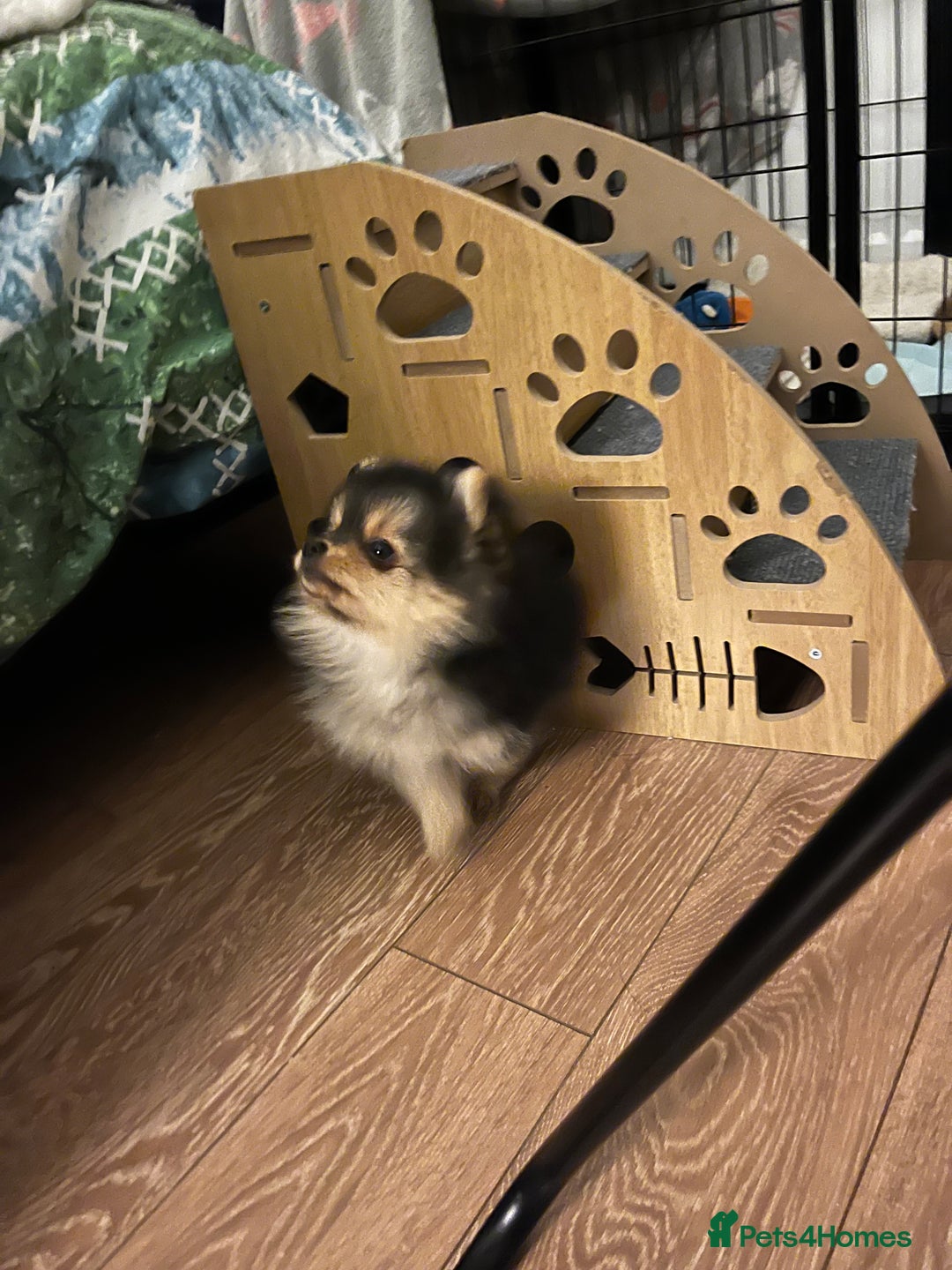 Pomeranian dogs for sale: Gorgeous miniature Pomeranian pups - Advert 1