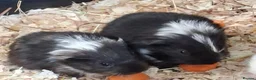 Guinea Pig rodents for sale: Stunning Boars and Sows Available  - Advert 3