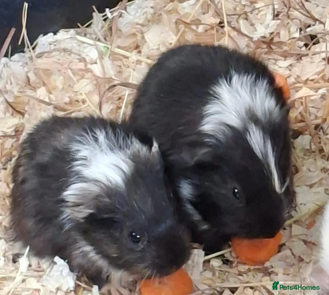 Guinea Pig rodents for sale: Stunning Boars and Sows Available  - Advert 3