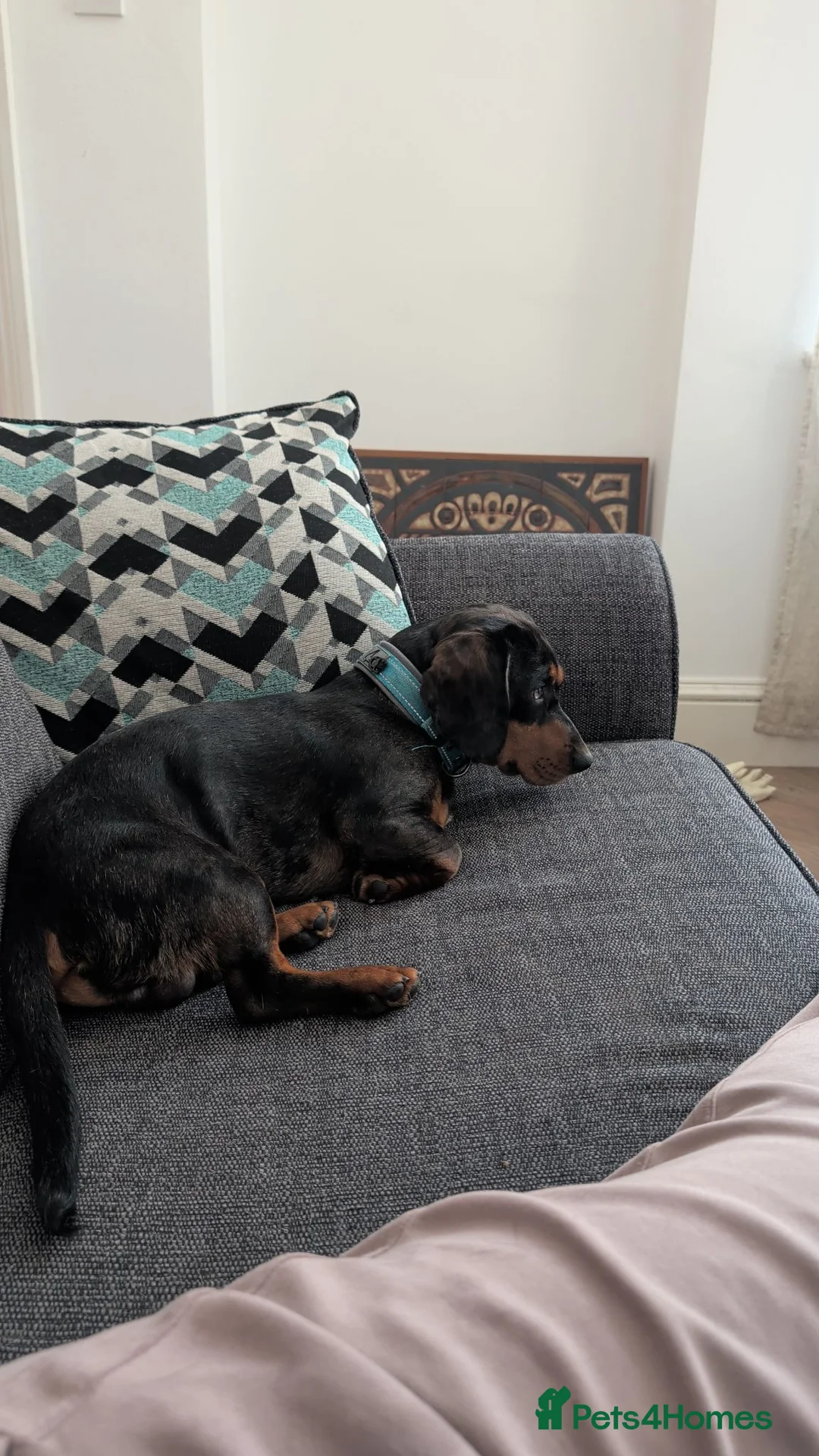 Dachshund dogs for sale: Silver dapple male dachshund super urgent  in Birmingham - Advert 2