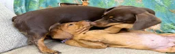 Labrador Retriever dogs for sale: Pedigree Puppies from a Family Home - Advert 25