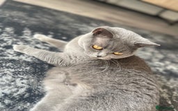 British Shorthair cats for sale: British short hair kittens - Image 7