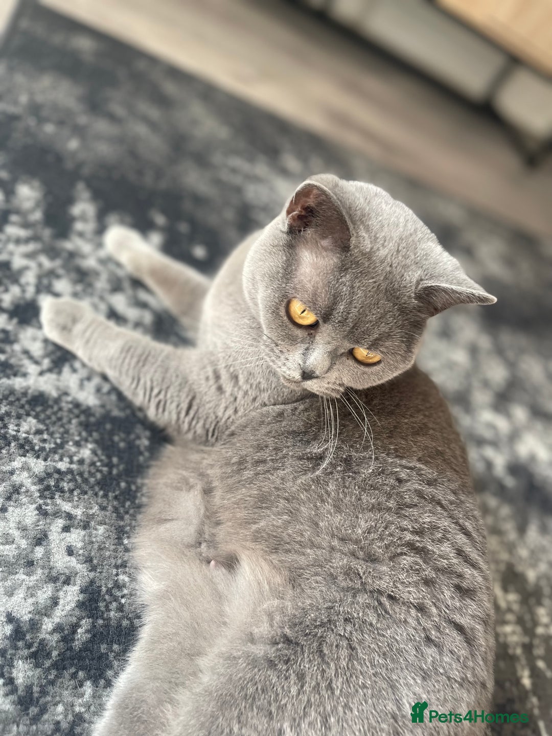 British Shorthair cats for sale: British short hair kittens - Image 7