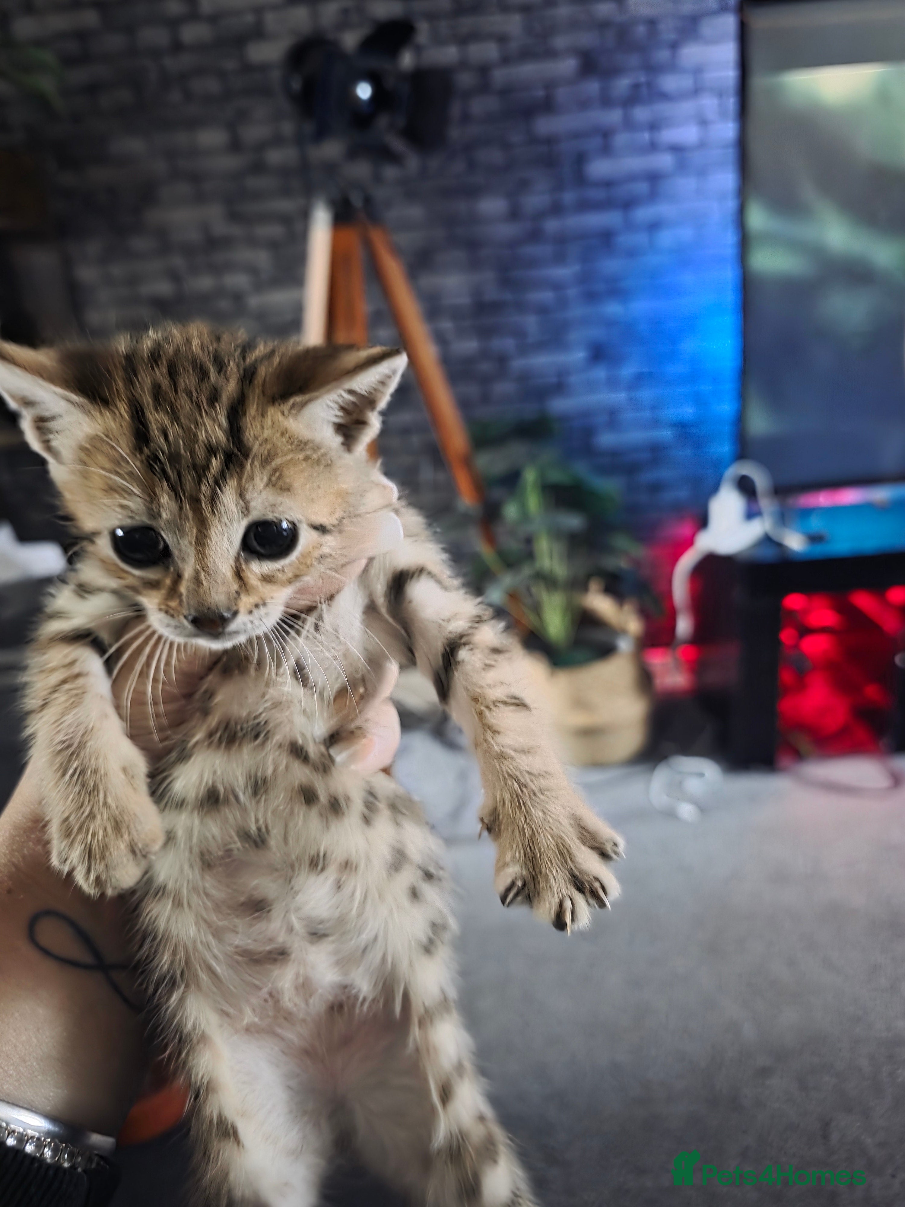 Savannah cats F4 Savannah x kittens - Advert 2
