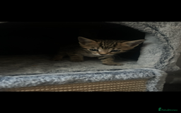 Bengal cats for sale: One Bengal male Remaining - Advert 9