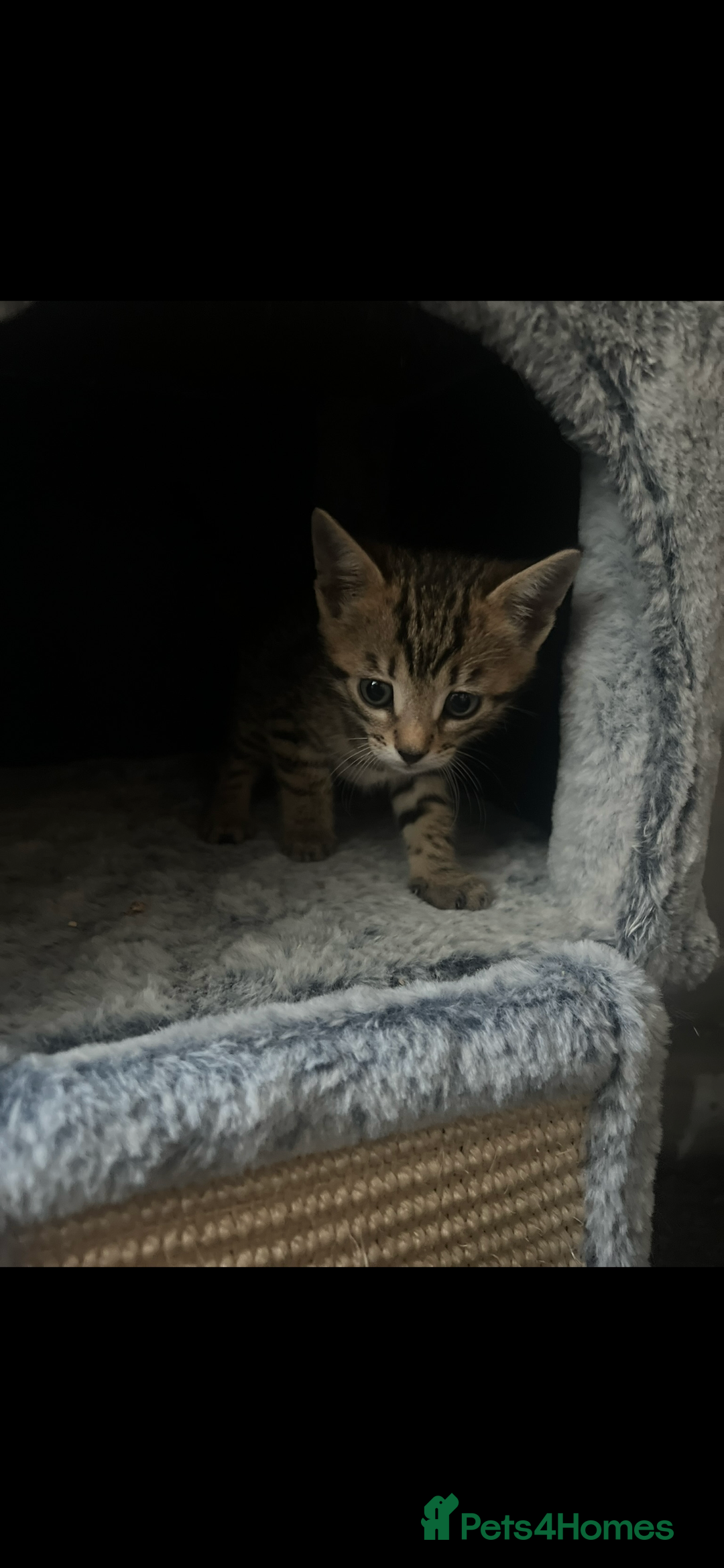 Bengal cats for sale: One Bengal male Remaining - Advert 9