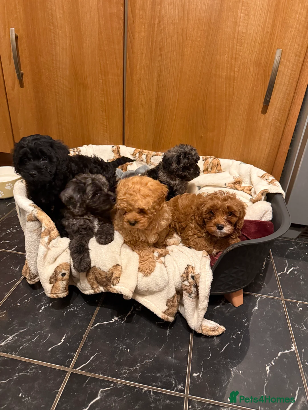 Cavapoo dogs for sale: 5 pups for sale - Advert 15