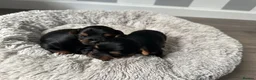 Yorkshire Terrier dogs for sale: ❤️ Gorgeous Purebred Miniature Yorkshire Terriers  - Advert 7