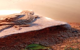 Bearded Dragon reptiles for sale: Stunning young dragons.  - Image 6