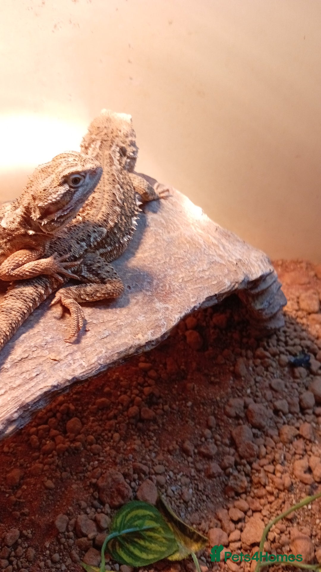 Bearded Dragon reptiles for sale: Stunning young dragons.  - Image 6