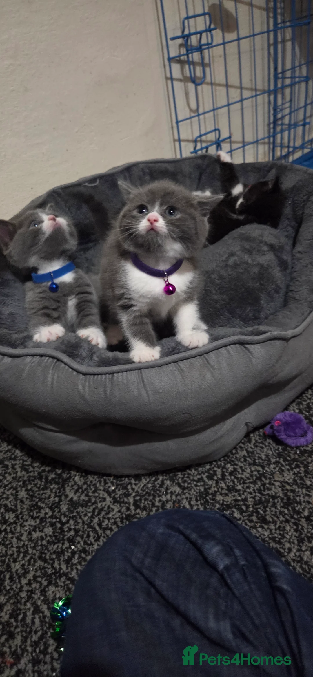 British Shorthair cats for sale: British Short Hair  - Advert 21