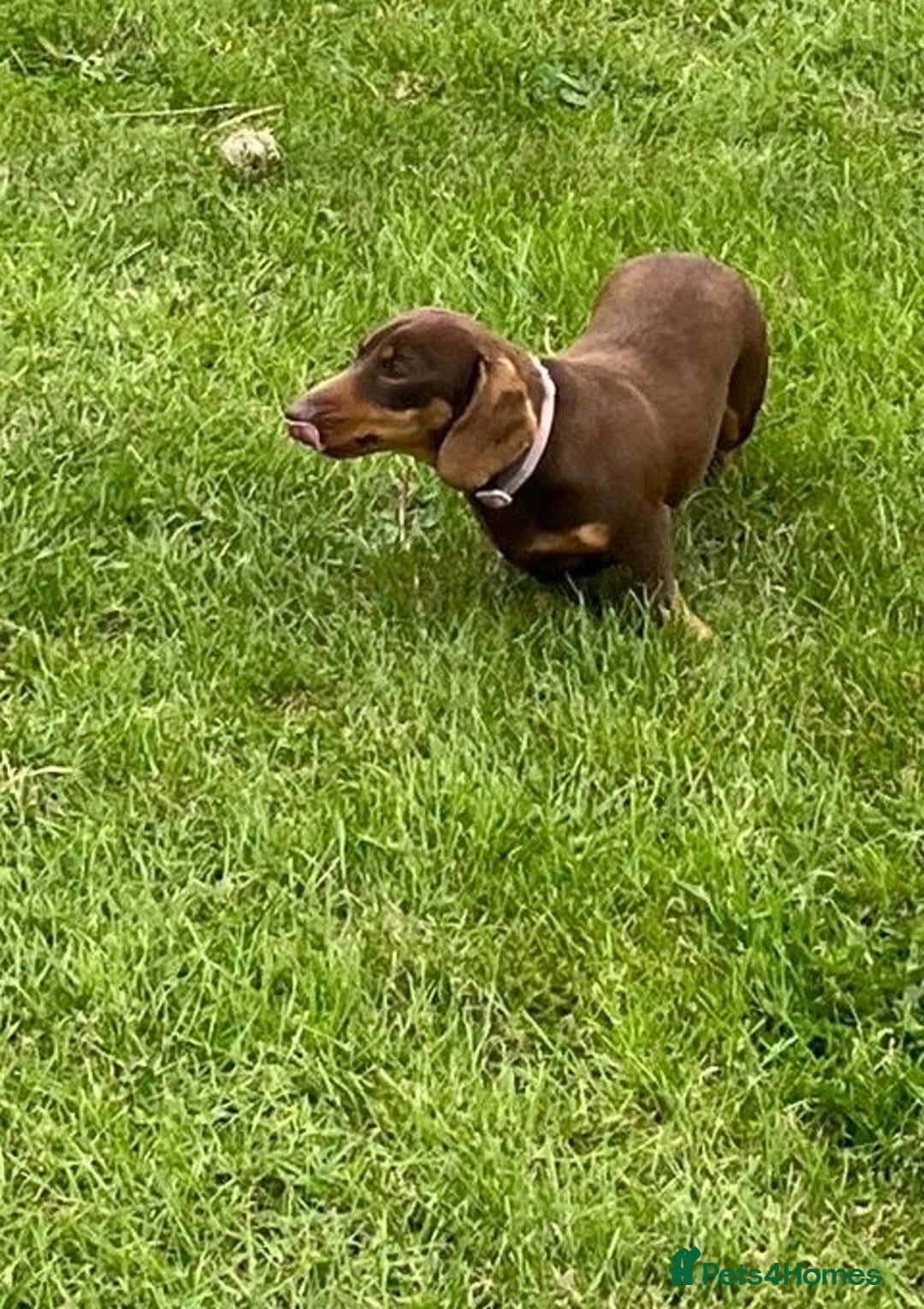 Miniature Dachshund dogs for sale: Choc and tan miniature dachshund female  - Advert 5
