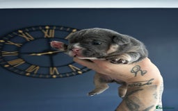 Mixed Breed dogs for sale: English bulldogs  - Advert 19