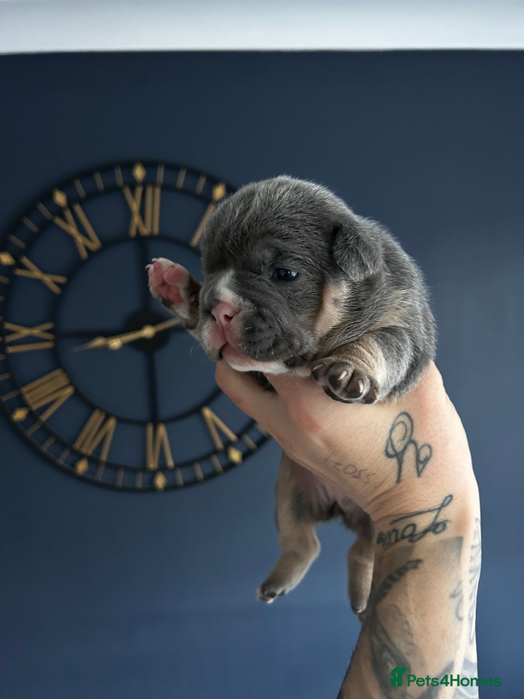 Mixed Breed dogs for sale: English bulldogs  - Advert 19