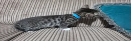 Bengal cats for sale: Bengal X DLH kittens  - Advert 31