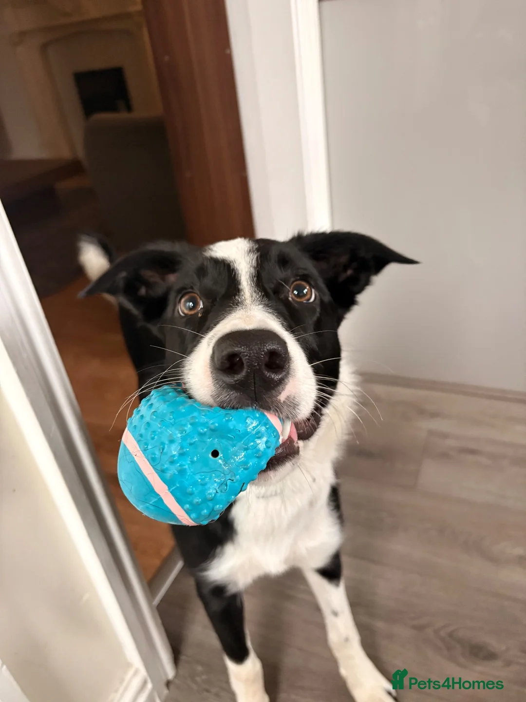 Border Collie dogs for sale: Benji the Border Collie in Ormskirk - Advert 1