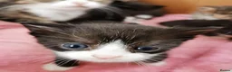 Mixed Breed cats for sale: Lovely Kittens  - Advert 6