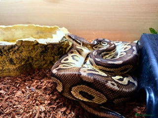 Python Snake reptiles Elizabeth looking for new home ;) - Advert 1